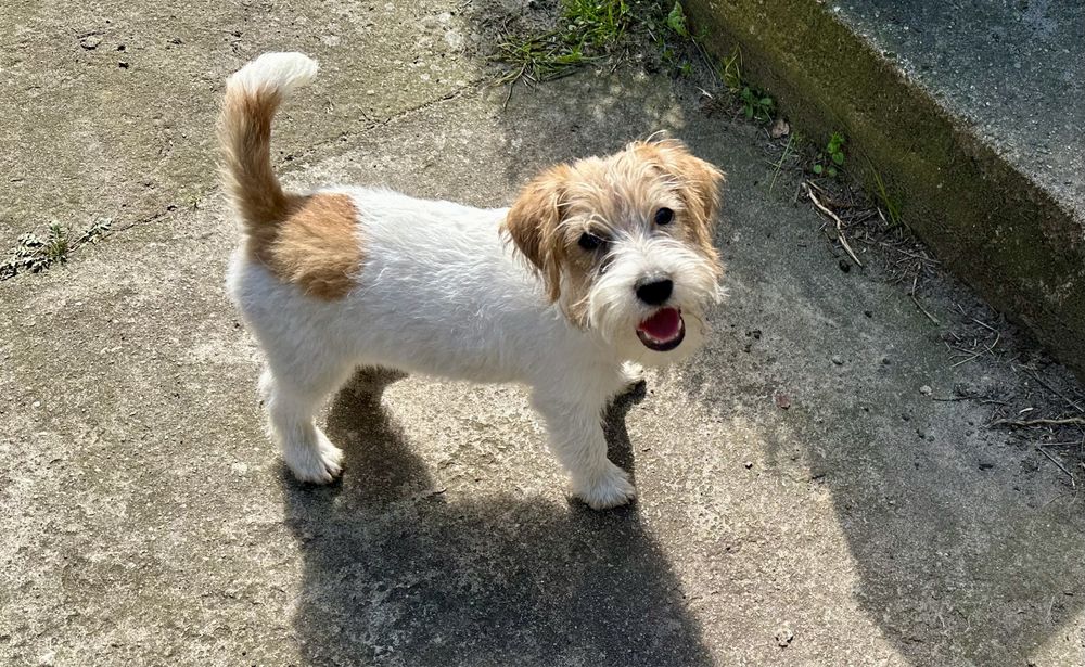 Jack Russell Terrier szczeniaczek piesek