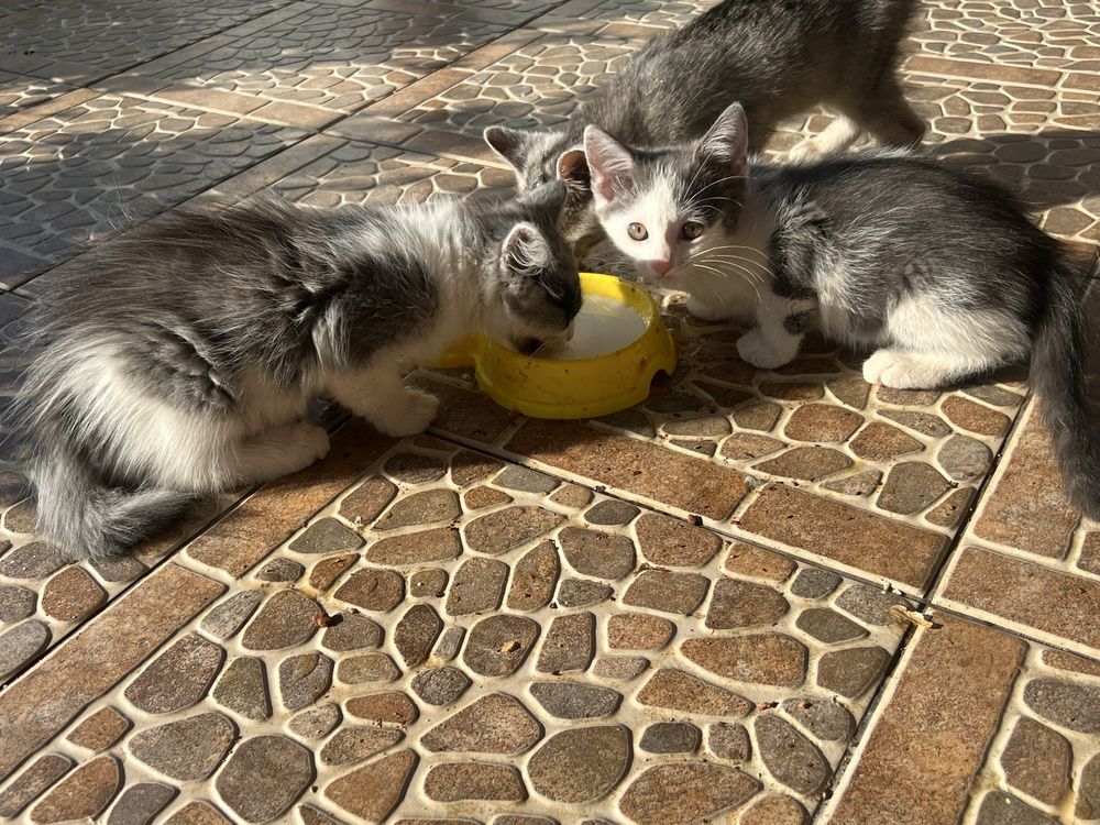 Кошенята, віддам у хороші руки