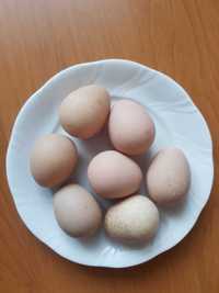 Jajka jaja perlicze ekologiczne, lęgowe oraz konsumpcyjne
