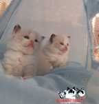Magiczne siostrzyczki seal bicolor Ragdoll