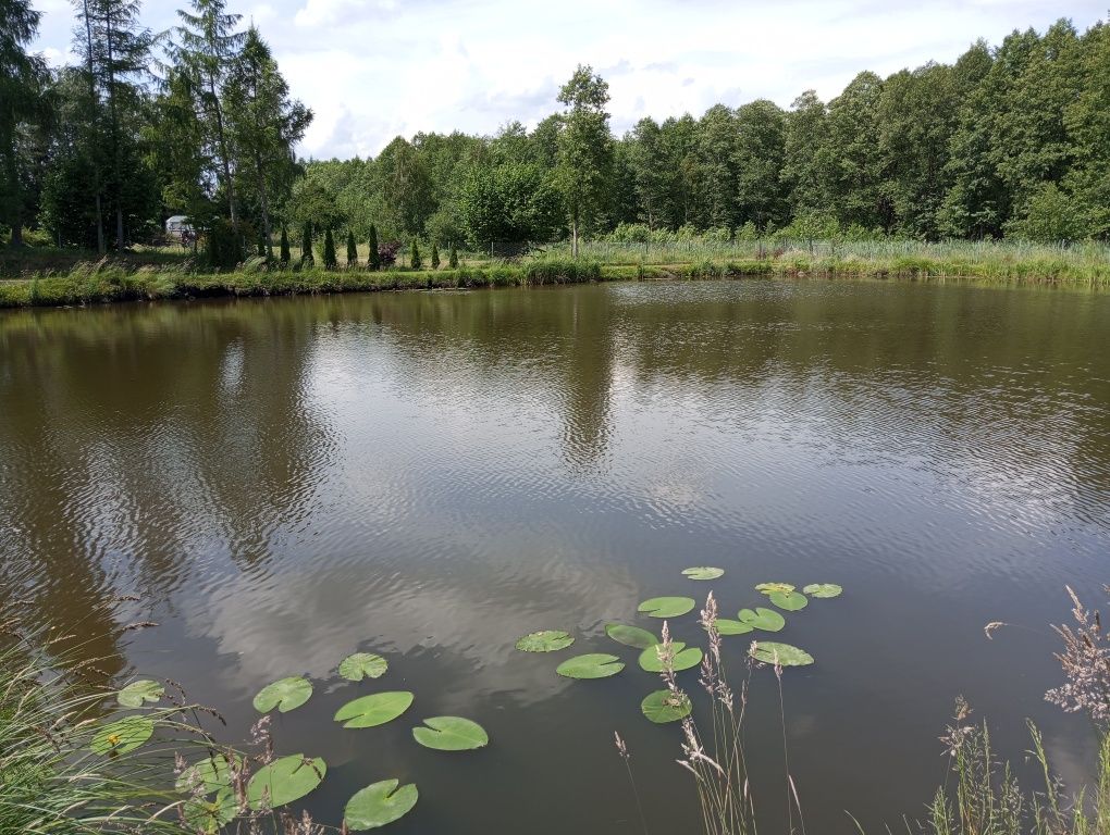 Olchowy domek wynajem