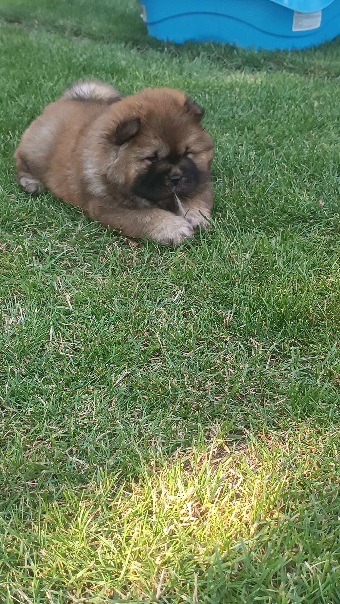 Suczka Chow Chow