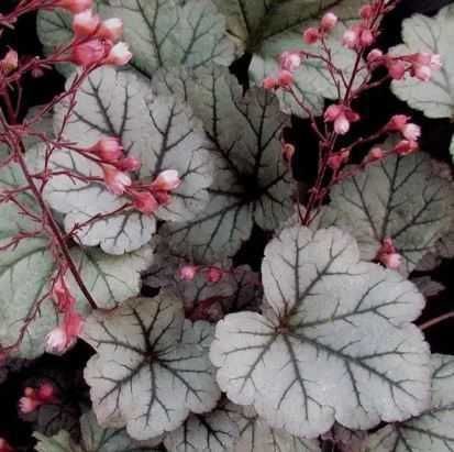 Гейхера Червона, фіолетова, жовта, срібляста