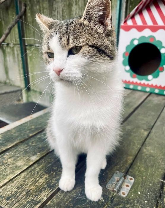 Krysia prosi o dom ...