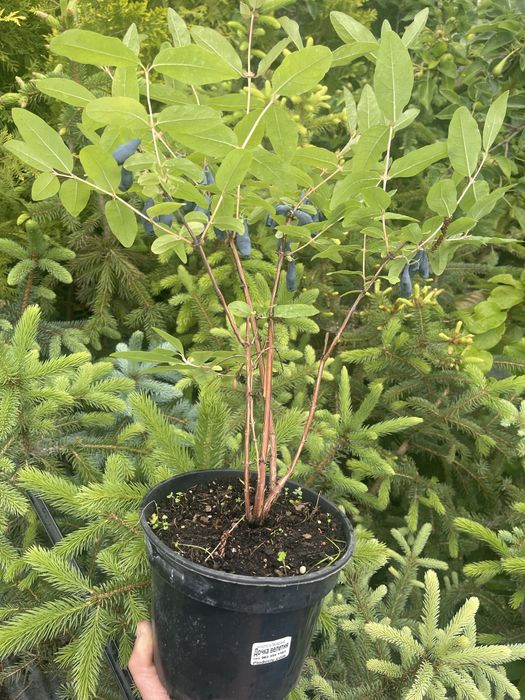 Жимолость саджанці