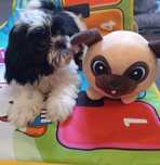 Shih tzu - piesek