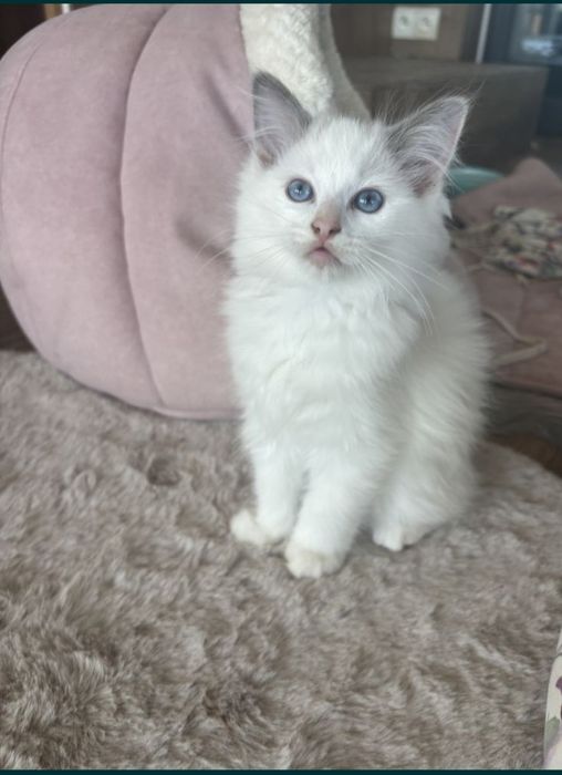 Ragdoll piękny kocurek FPL FIFE