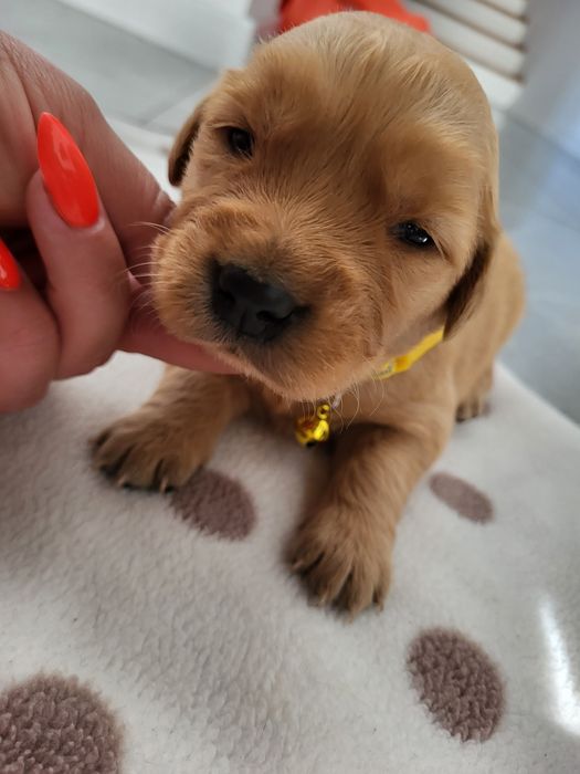 Piesek golden retriver w typie amerykańskim