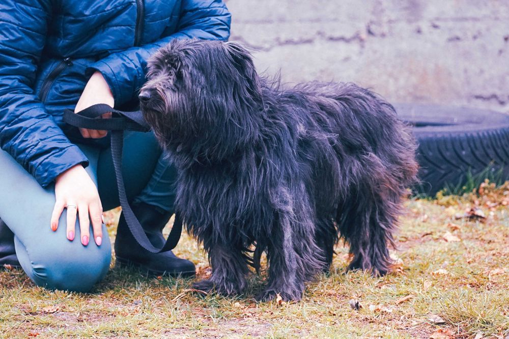 Molo - śliczny, kudłaty pies szuka domu