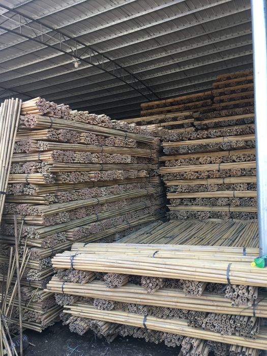 Tyczki Bambusowe Sadownicze - bambus tyczka 26/28 295cm