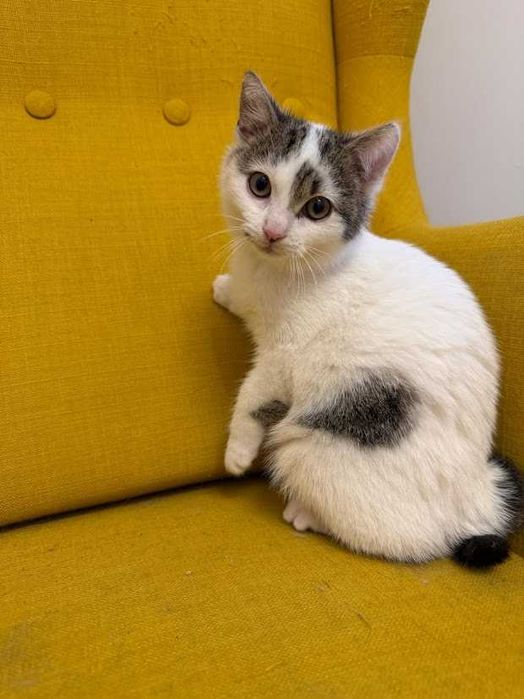 NALA - 2 miesięczna koteczka szuka ciepłego domku na zawsze