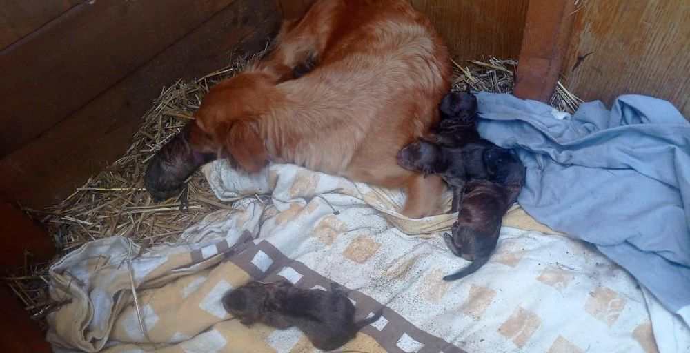 6 pięknych szczeniąt  do oddania