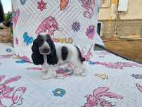 Cocker spaniel figurka english 2006