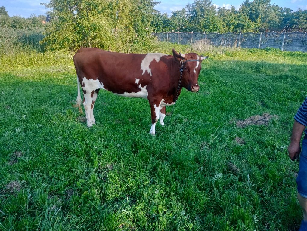 Sprzedam jałówkę