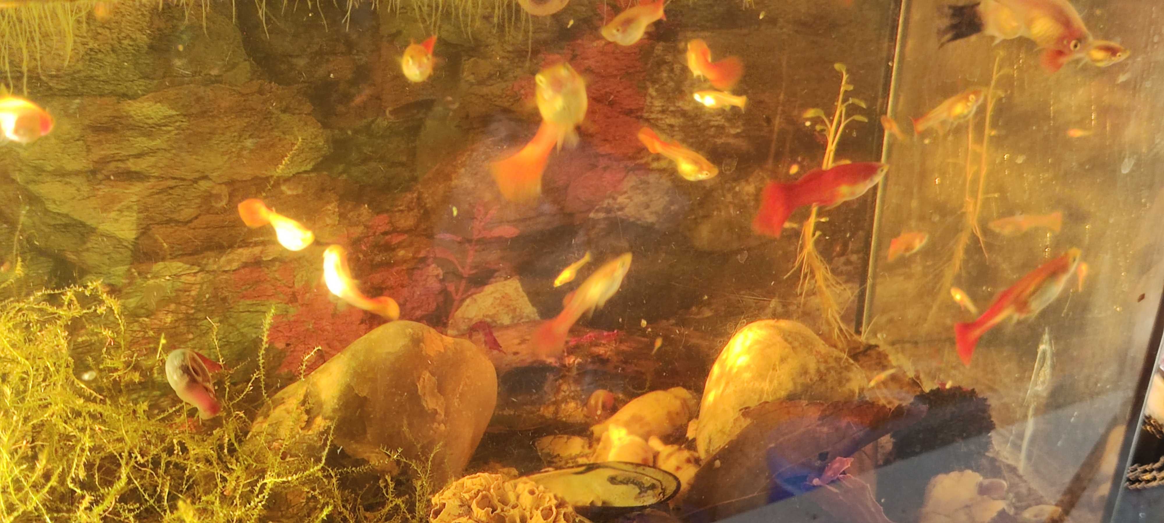 Guppys Full Red Gold Jovens – Entrego Senhora da Hora / Norte Shopping