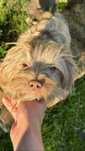 York merle chlopczyk samiec