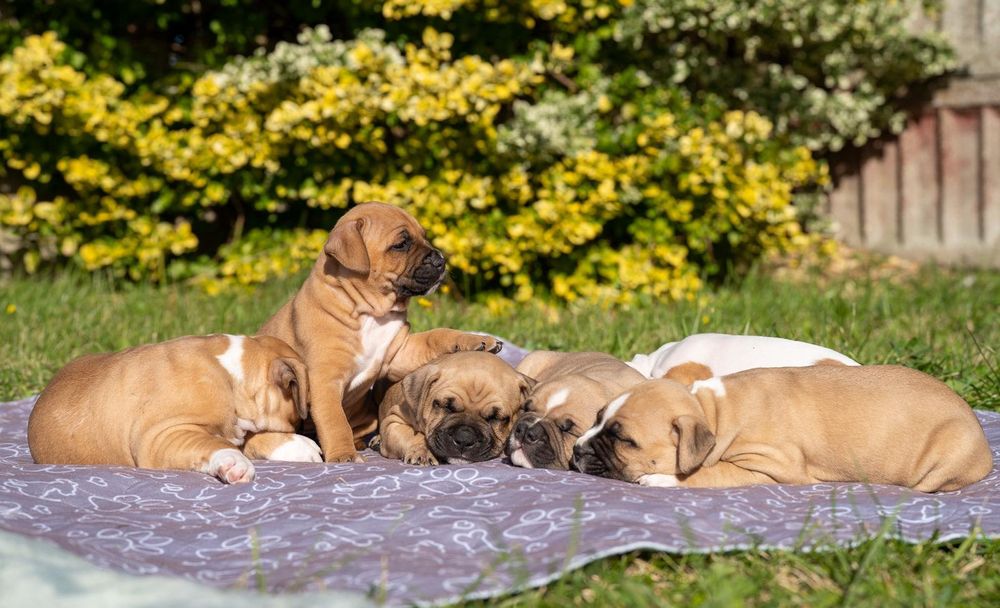 Amstaff Suczka  Ast American STAFFORDSHIRE TERIER