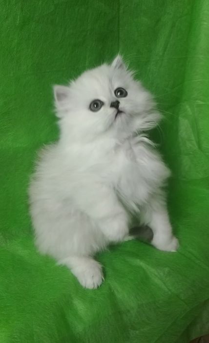 Серебристый шиншилла хайленд белый