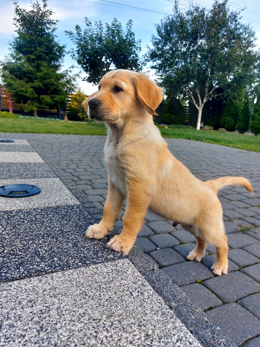 Golden Retriever szczeniak