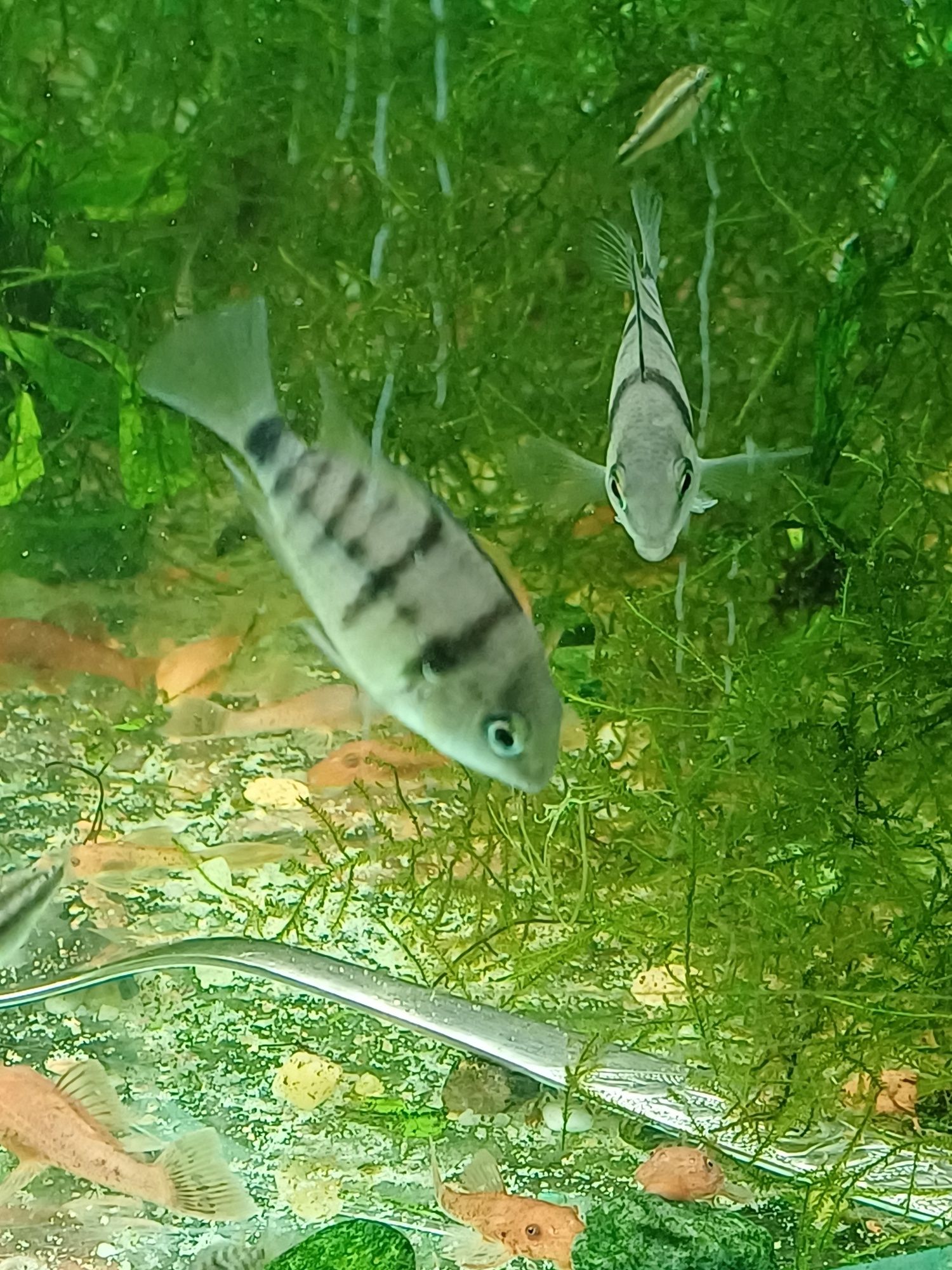 Glonojad super red