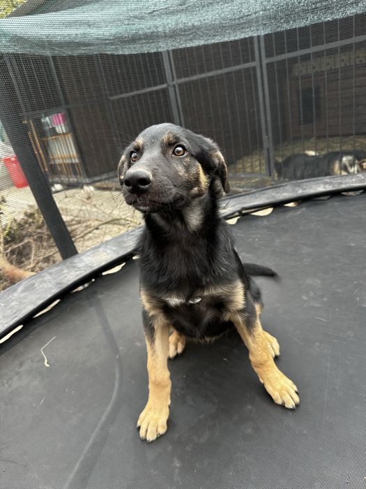 Цуценята  метиси вівчарки безкоштовно