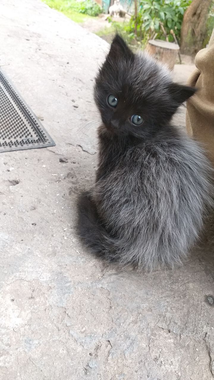 Кошенята шукають дім