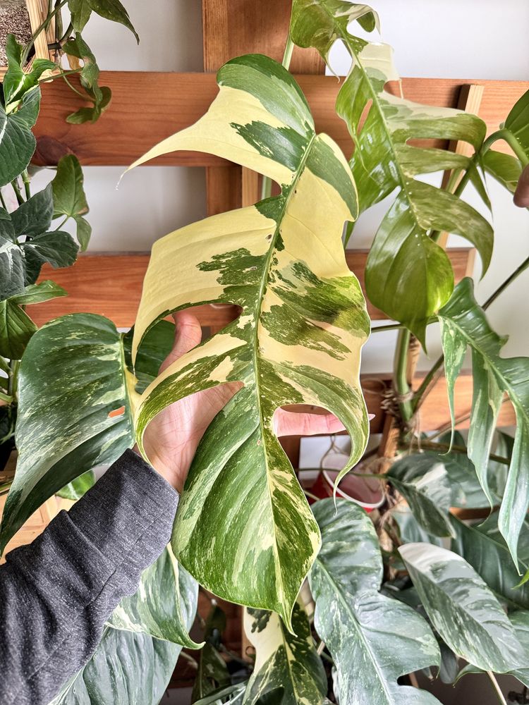 Epipremnum pinnatum variegata gigant szczyt