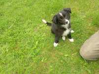 Border Collie szczeniaczek suczka
