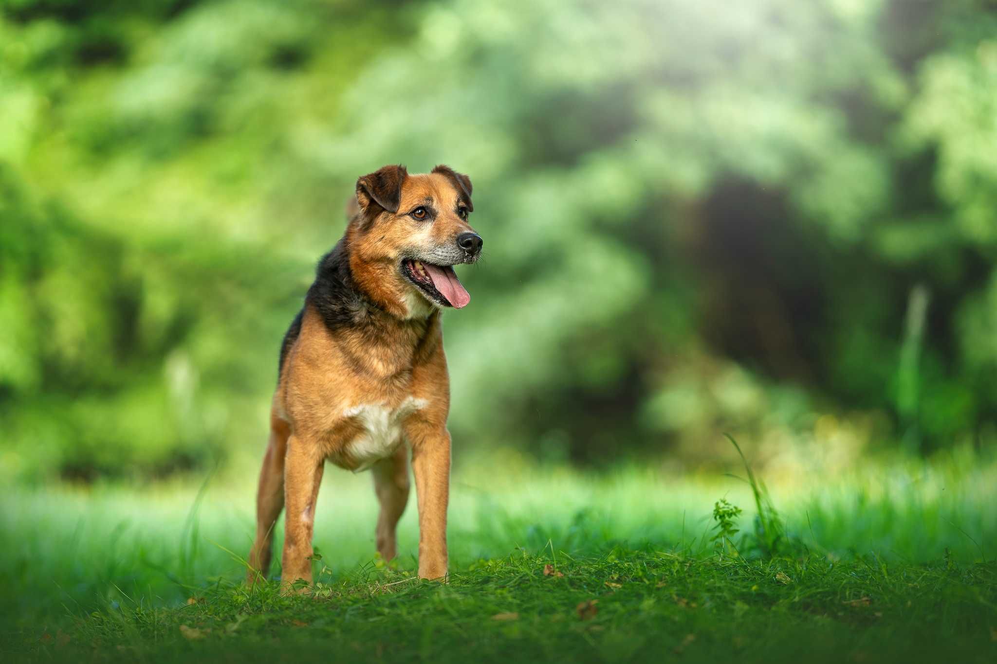 Max - wrócił po wielu latach z adopcji do schroniska..