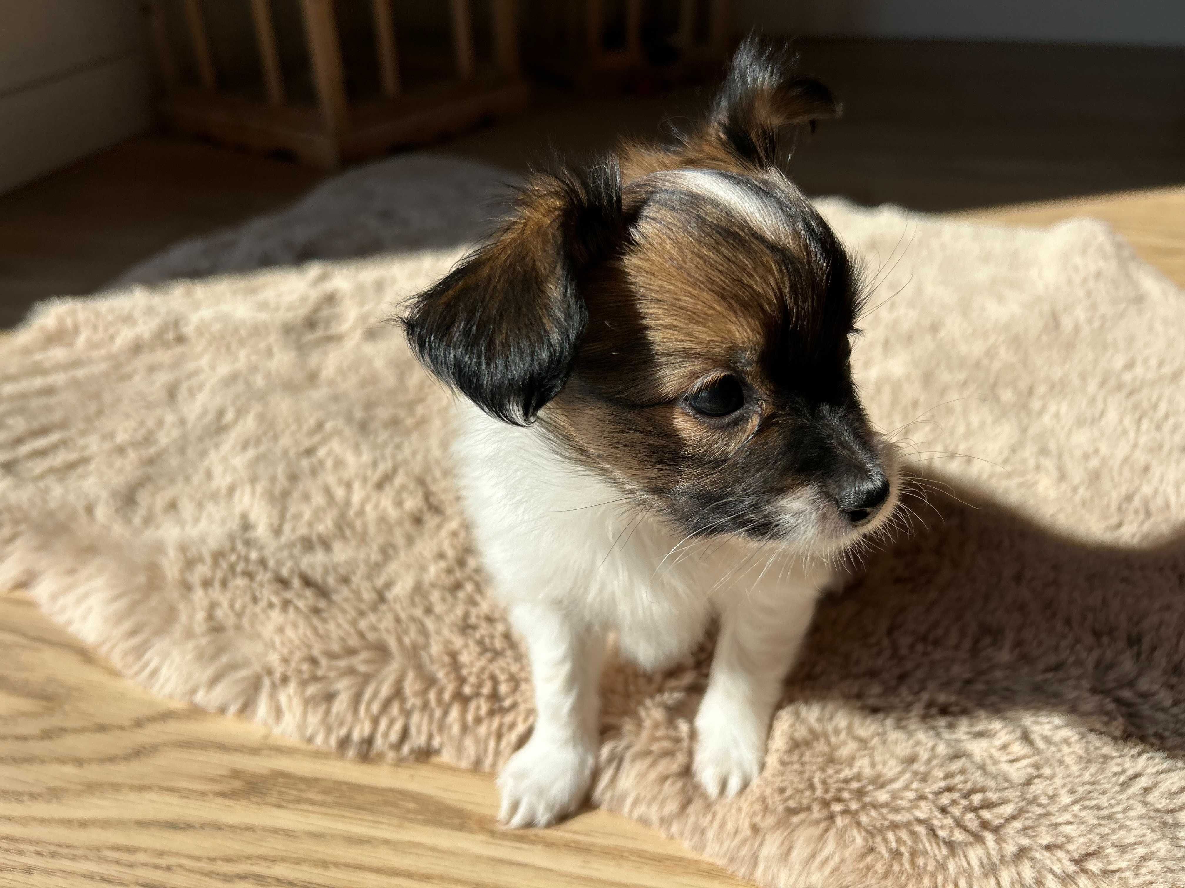 Szczeniak Papillon Spaniel Kontynentalny FCI