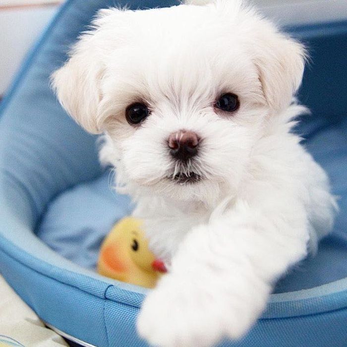 Bichon Maltês menino