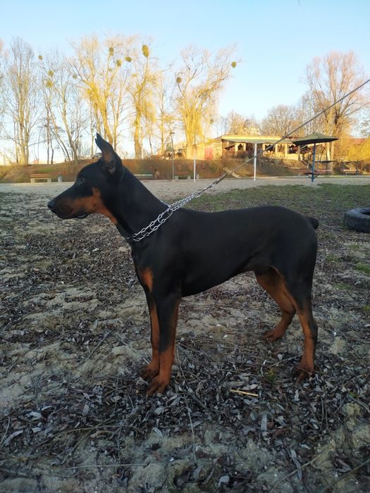 В'язка добермана.