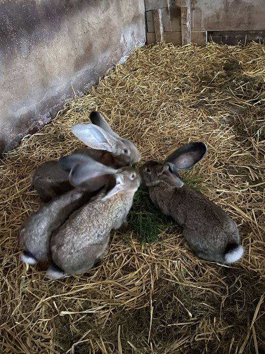Króliki Olbrzymy Belgijskie i Barany Francuskie