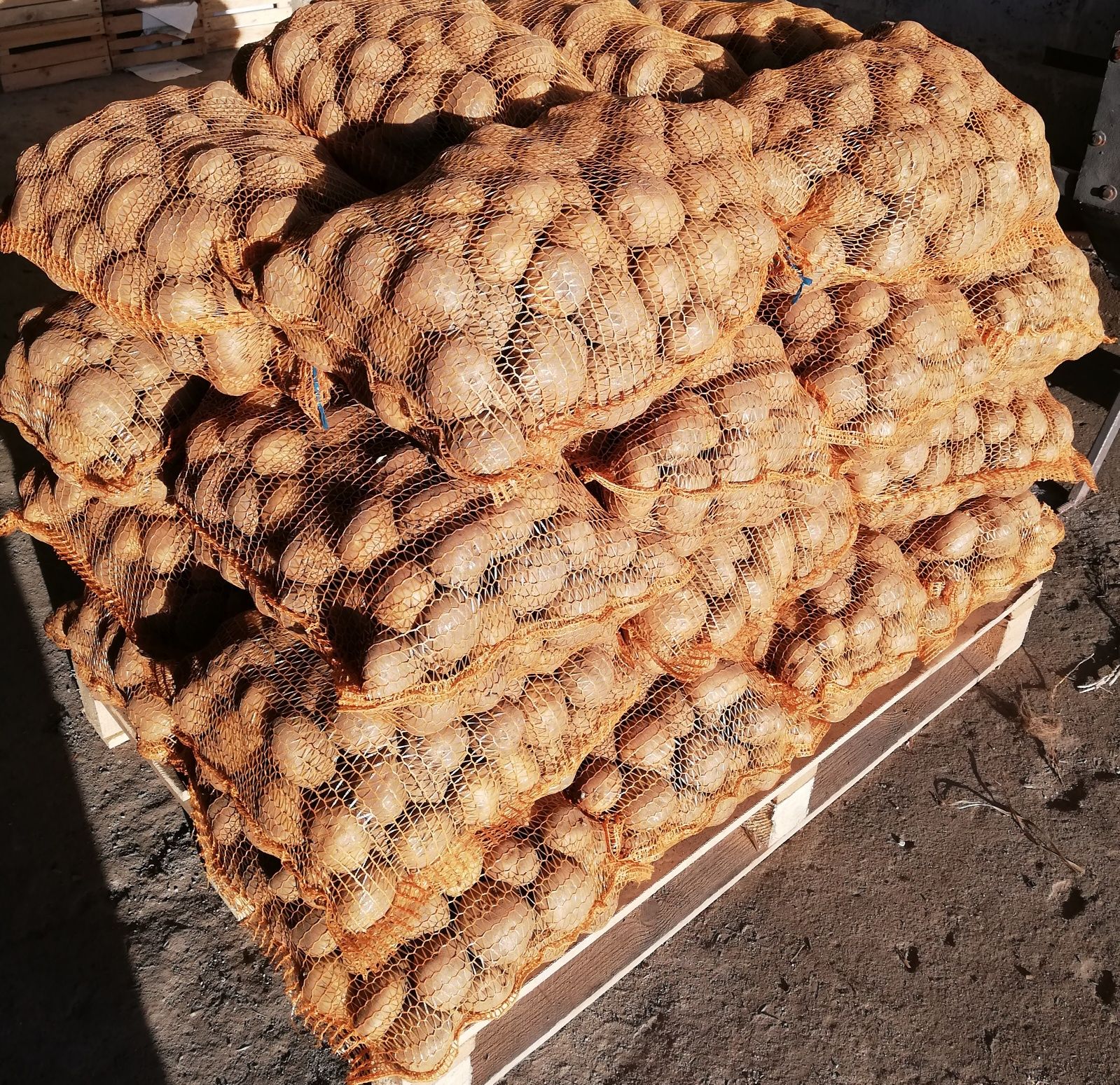 Ziemniaki sprzedam 500 zl tona