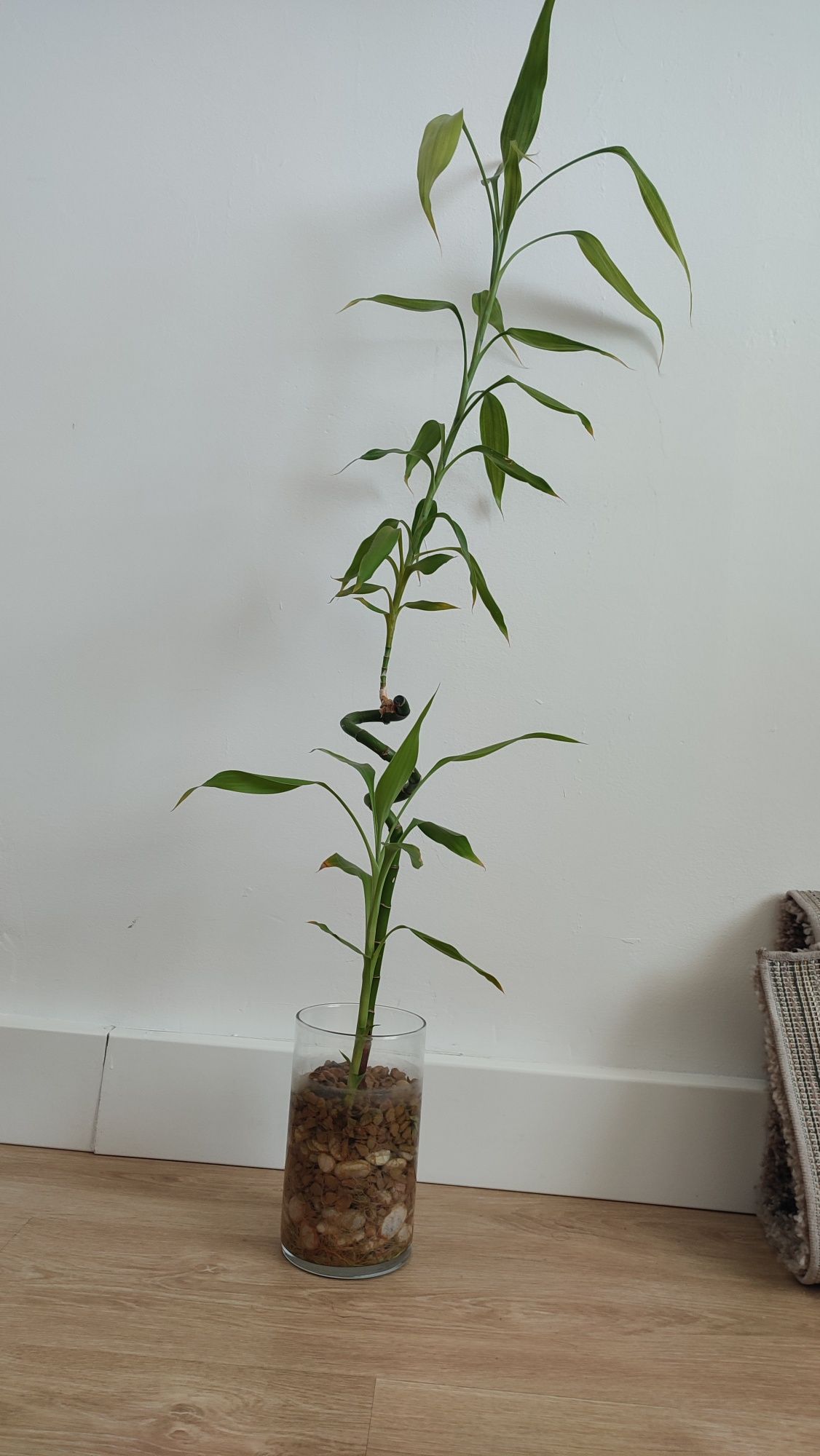 Bambú. 1.10 m altura.