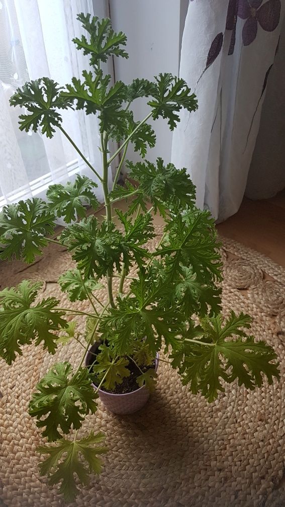 Sprzedam kwiatka geranium