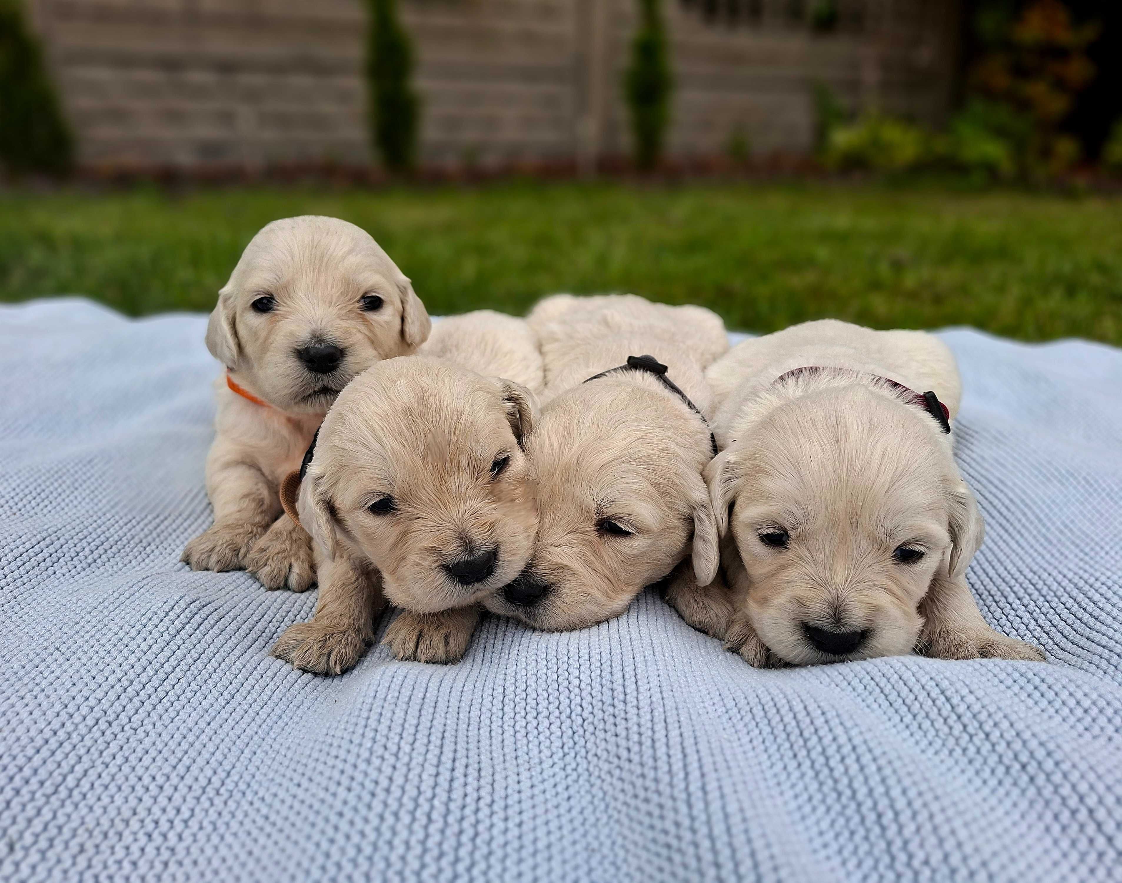 Przepiękny Golden Retriever TATA FCI