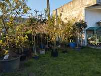 Árvores de fruto a bom preço
