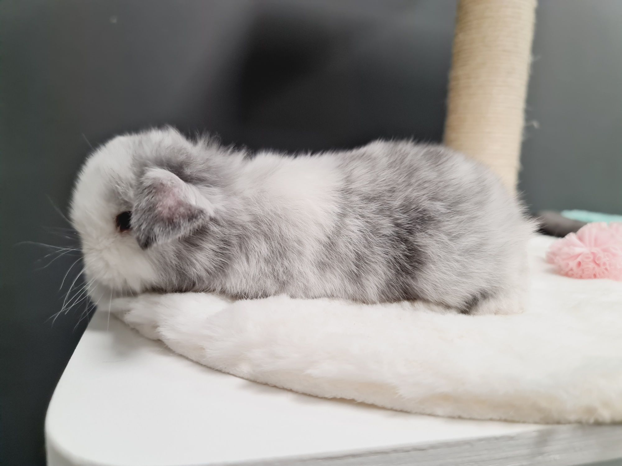 Mini lop królik króliczek miniaturka hodowla transport