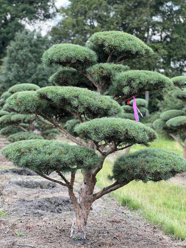 Bonsai niwaki duże drzewa sosna pinus Bonsai Park