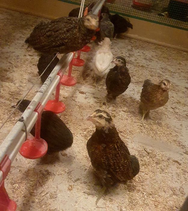 Kura kury aracuany naturalne ekologiczne araucany pisklaki araucany