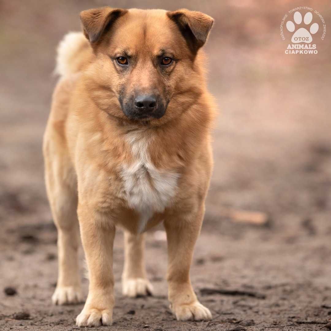 Nachos szuka cierpliwego opiekuna! OTOZ Animals Ciapkowo.