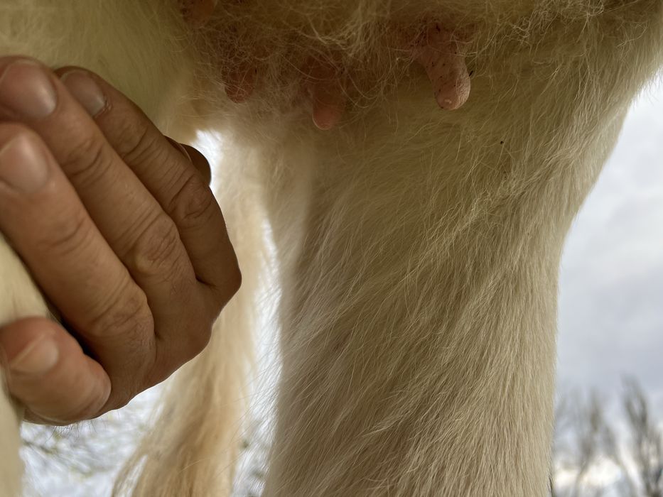 Продаю тільні нетелі червоно рябі від добрих корів