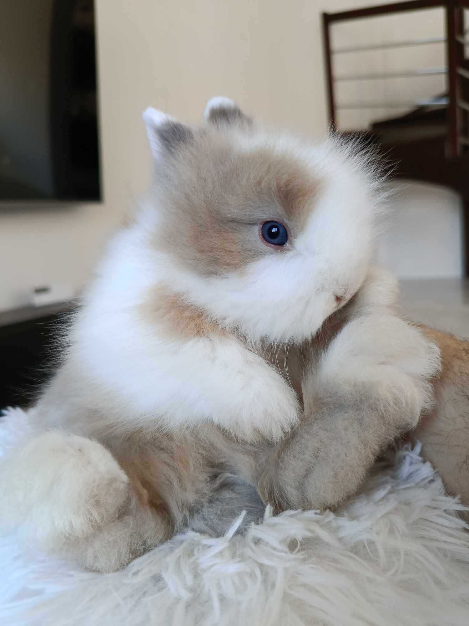 Mini lop karzełek Teddy hodowla zarejestrowana