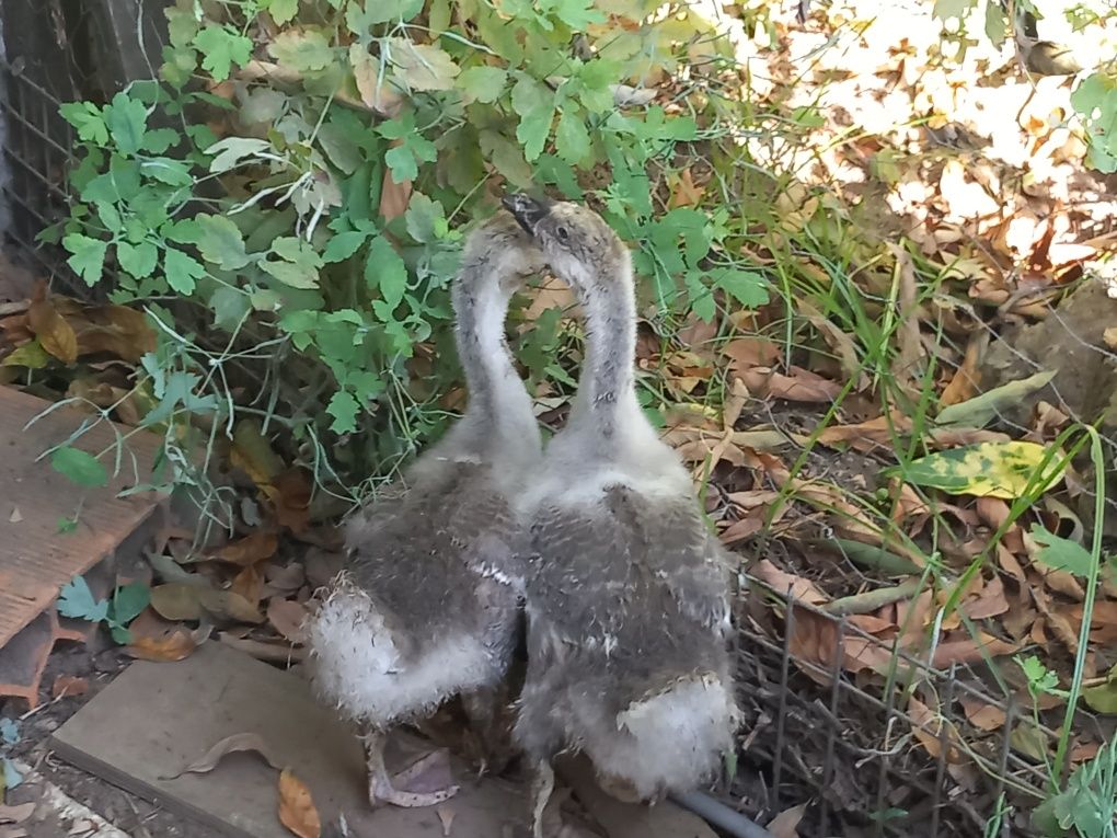 Casal de gansos da guiné