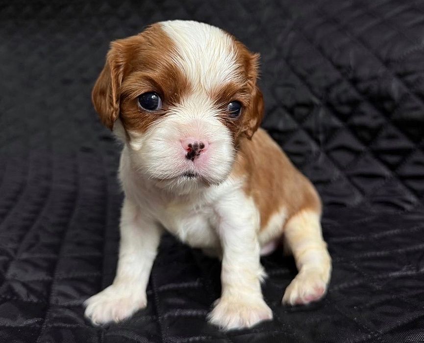 Cavalier King Charles Spaniel FCI suczka szczenięta ZAREZERWOWANA