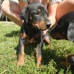 Piesek doberman mazowieckie do odbioru