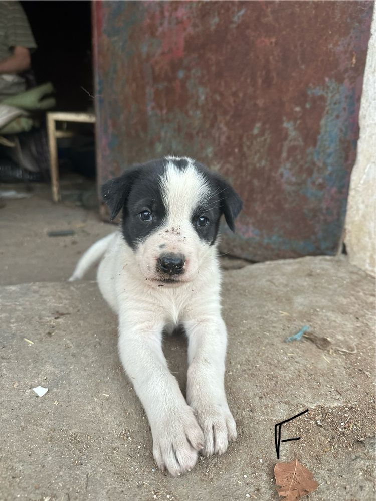 Cães rafeiros alentejanos para dar