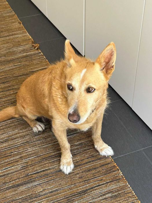 Deco para adoção responsável