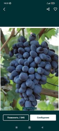 Продам виноград Молдова и пограничник